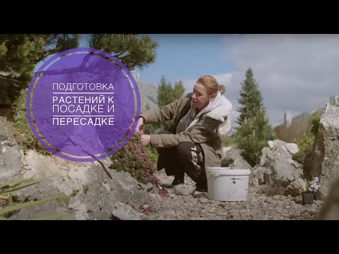Видео: ПОДГОТОВКА РАСТЕНИЙ К ПОСАДКЕ И ПЕРЕСАДКЕ