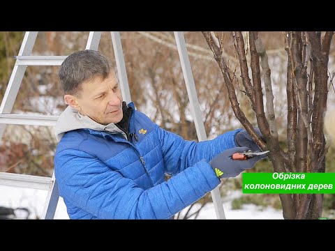 Видео: Особливості обрізки дерев з колоновидною формою крони.