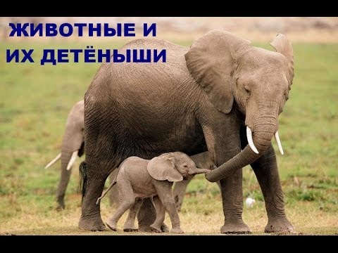 Видео: Развивающее видео для детей от года. Дикие животные и их детеныши (Звуки). Умный Ребенок