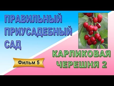 Видео: Правильный приусадебный сад Фильм 5 Карликовая черешня 2