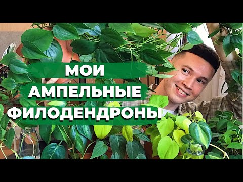 Видео: Филодендрон » Как Ухаживать » Обзор моих лиан