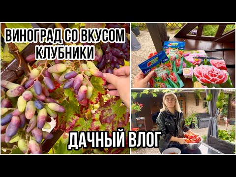 Видео: Время скупать луковицы Тюльпанов / Виноград со вкусом клубники / Сбор урожая 