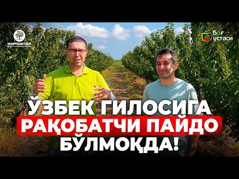 Видео: РОЯЛЬ ТИОГА ГИЛОСИ БАРЧАНИ ҲАЙРАТДА ҚОЛДИРДИ ! | ШУҲРАТ АБРОРОВ #shuhratabrorov #gilos #royaltioga