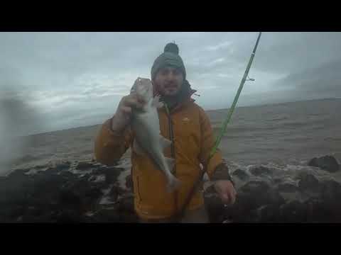 Видео: Дикое утро, охота на хамбера - река Хамбер - ноябрь -