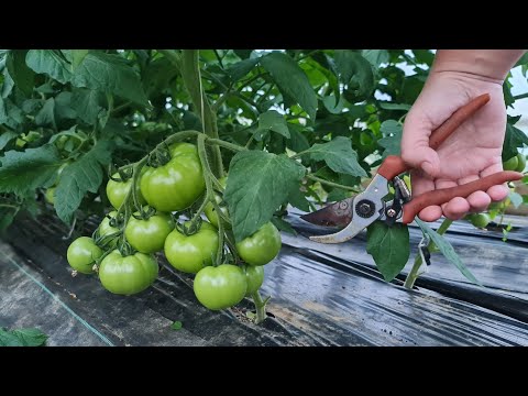 Видео: Когда пора удалять нижние листья на томатах?