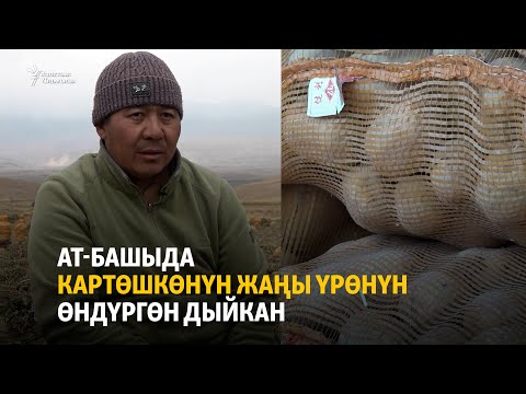 Видео: Ат-Башыда картөшкөнүн жаңы үрөнүн өндүргөн дыйкан