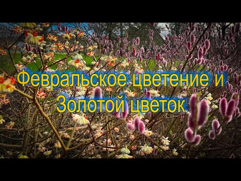 Видео: Vlog 450 - Wisley - февральское цветение и золотой цветок