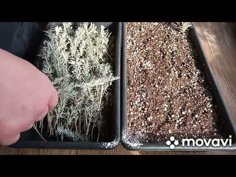 Видео: Лаванда размножение черенками 07.03.2025