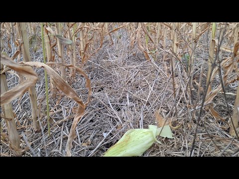 Видео: Кукуруза по технологии No-Till на Кубани.  Ragt Mixi