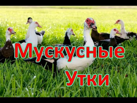 Видео: ТЕХНОЛОГИЯ ВЫРАЩИВАНИЯ МУСКУСНЫХ УТОК