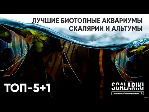 Видео: Скалярии. 5+1 лучших биотопных аквариумов. Содержание в аквариуме