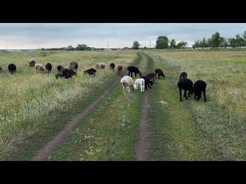 Видео: 22.06.25 Катумка потеряла одного ягненка. Утренний выпас