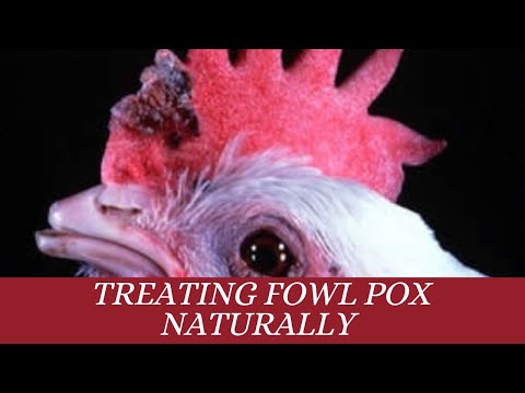 Видео: Как я лечу оспу птиц естественным путем — натуральные методы, которые помогут вашему стаду быстре...
