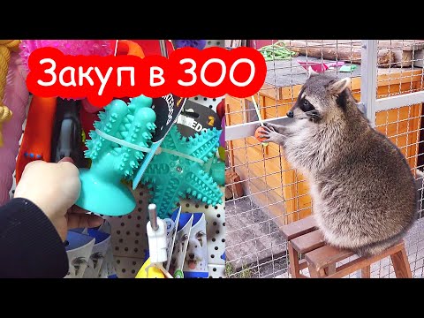 Видео: Закупка в зоомагазине. Лимону понравились игрушки