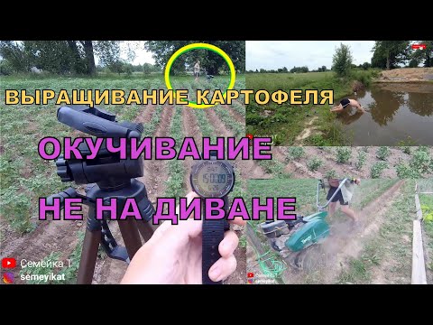 Видео: Окучивание картофеля не на диване! Окучивание мотокультиватором НА ВРЕМЯ - Ответ диванным экспертам!