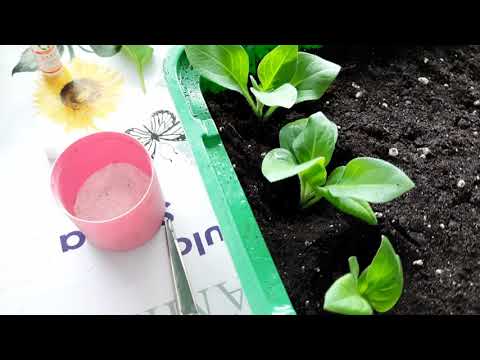 Видео: ЧЕРЕНКОВАНИЕ ПЕТУНИИ.ПРОВЕРЕННЫЙ СПОСОБ.