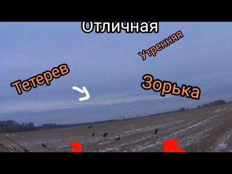 Видео: ТЕТЕРЕВА ЛЕТЕЛИ В ЧУЧЕЛА КАК УГОРЕЛЫЕ. ОХОТА НА ТЕТЕРЕВА С ЧУЧЕЛАМИ ГЛУБОКОЙ ОСЕНЬЮ.