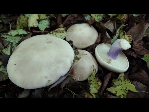 Видео: ПОКАЖУ НАЙСМАЧНІШІ ОСІННІ ГРИБИ / ОЦЕ ТАК ГРИБОЧКИ! / МОРЕ ГРИБІВ, ХОЧ КОСОЮ КОСИ