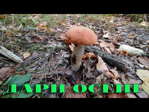 Видео: ЩО МОЖНА ЗНАЙТИ У ЛІСІ В СПЕКУ??? 11Вересня 2025р. Рівненщина Зарічненський р-н.