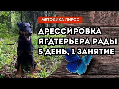 Видео: Дрессировка ягдтерьера Рады. 5 день. 1 занятие