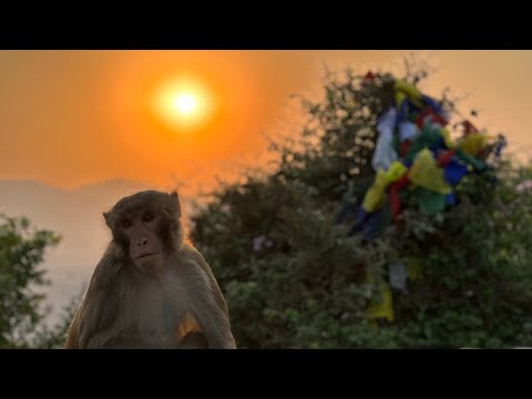 Видео: С Морозом в Катманду. Большой выпуск.