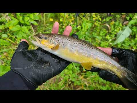 Видео: ФОРЕЛЬ ЛЕНИНГРАДСКОЙ ОБЛАСТИ #7 #рыбалка #форель