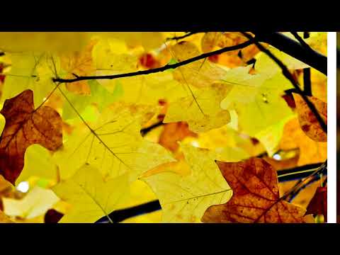 Видео: Вадим Егоров   Бабье лето