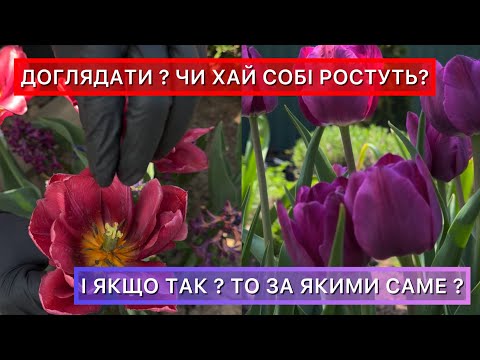 Видео: Догляд за тюльпанами після цвітіння . Коли обрізати листя, чим підживити, чи викопувати цибулини?