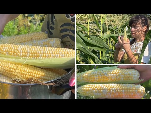Видео: Такой УРОЖАЙ КУКУРУЗЫ только эти гибриды