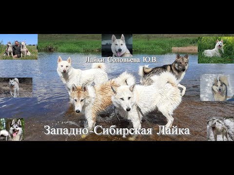 Видео: Западно-сибирская лайка/Кратко о породе/