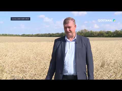 Видео: Селекция и выведение новых сортов – Карабалыкская СХОС | «Агробизнес»