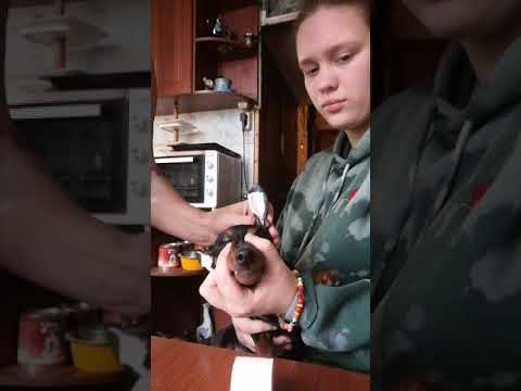 Видео: Как ставить уши  цвергпинчера.