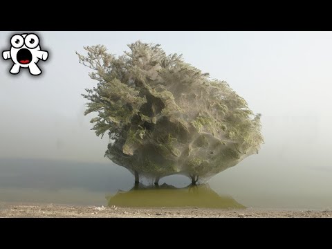 Видео: Увидели Такое Дерево? Бегите, Глупцы
