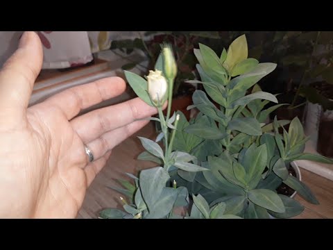 Видео: ДЛЯ ТЕХ КТО СОХРАНЯЕТ ЭУСТОМУ 🌺 ЗИМОЙ /ЕЩЁ РАЗ ВСПОМНИМ ВАЖНЫЕ МОМЕНТЫ👌