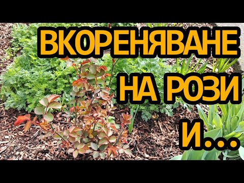Видео: Кой е най-добрият? Три метода за вкореняване на рози и с какво поливам разсадите/Градина без копане