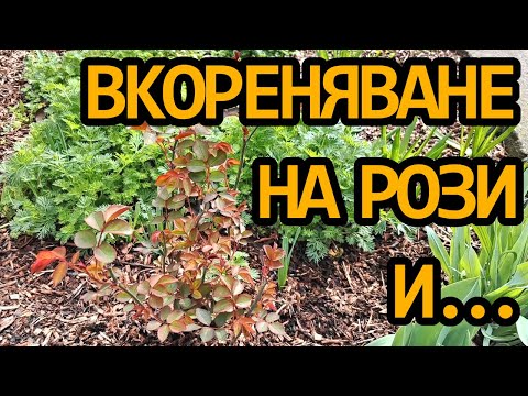 Видео: Кой е най-добрият? - Три метода за вкореняване на рози и с какво поливам разсадите