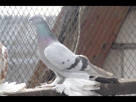 Видео: Германия, голубиный базар г.Weilburg, 26.01.25г.1 часть