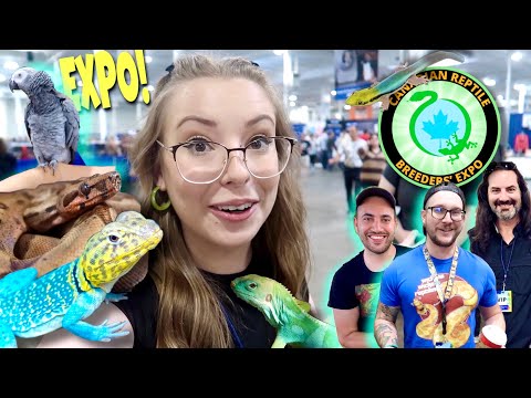 Видео: КРУПНЕЙШАЯ ВЫСТАВКА РЕПТИЛИЙ В КАНАДЕ! Canadian Reptile Breeders Expo 2022
