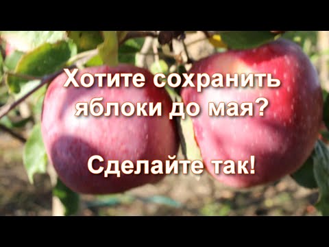 Видео: Делаю только так! Как и где хранить яблоки на зиму: мои методы для хранения яблок до нового урожая
