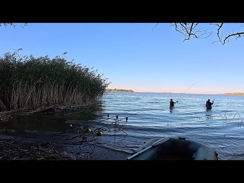 Видео: ШАЛЕНИЙ КЛЬОВ РИЖОГО НА КРЕМЕНЧУЦЬКОМУ ВОДОСХОВИЩІ. Рибалка на сазана
