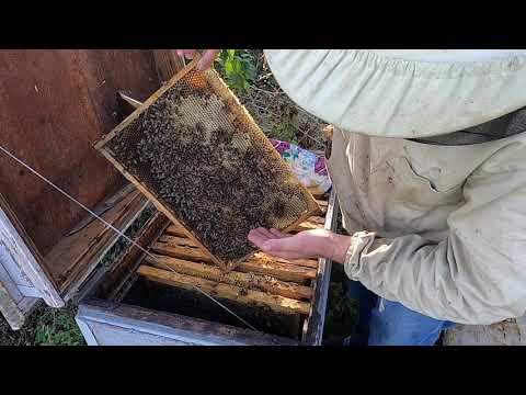 Видео: Скільки меду залишати бджолам в зиму???