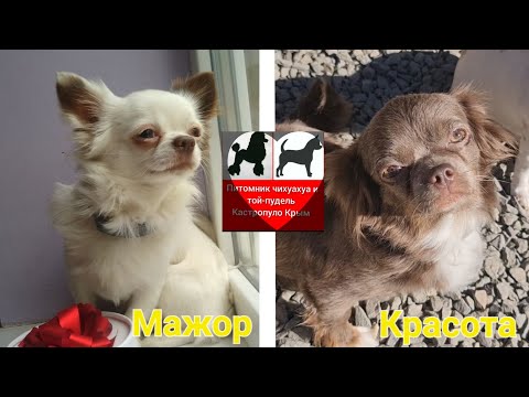 Видео: Малыши чихуахуа Красота +Мажор Роды - все ли выжили? какие проблемы возникли? чихуахуа Кастропуло