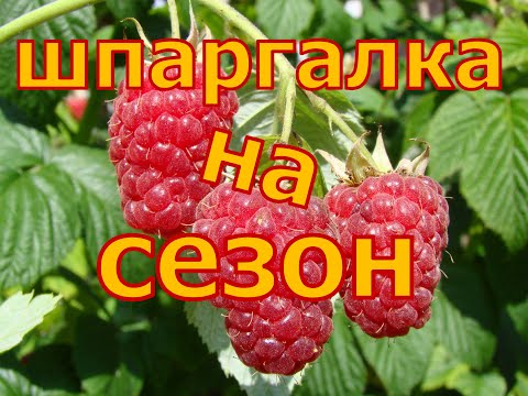 Видео: ШПАРГАЛКА по МАЛИНЕ на сезон! Уход от А до Я!