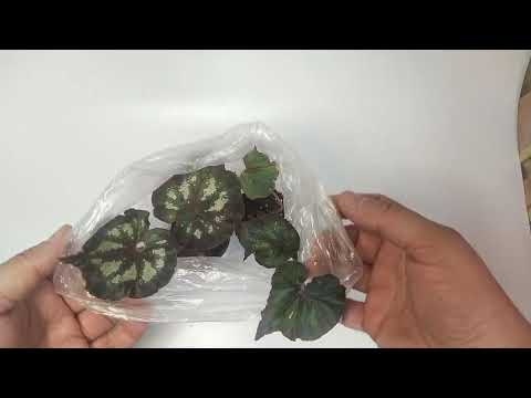 Видео: ❤️Бегонии из посылки. Адаптация❤️