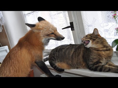 Видео: Ли Сяо / Alice the Fox Лиса Алиса (Пушистый гость пришел к лисе)