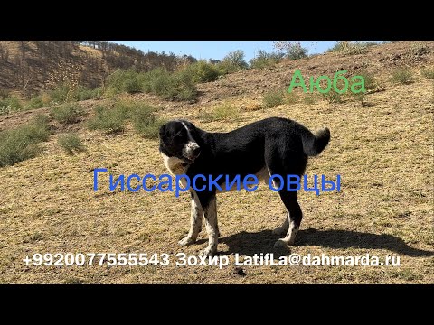 Видео: Гиссарские овцы и аборигенные САО Таджикистана саги дахмарда из отары Аюба