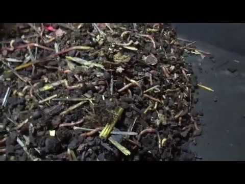 Видео: Ответы на вопросы/Просев маточника/Разведение червя дендробена