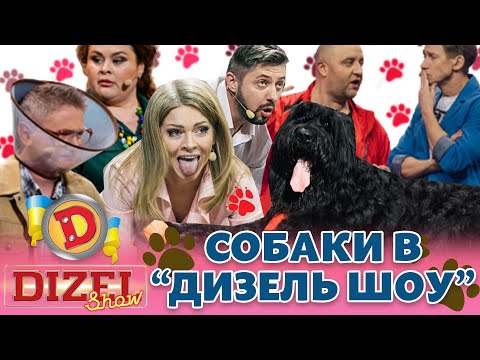 Видео: 🐶 СОБАКИ 😍 В «ДИЗЕЛЬ ШОУ» 🤪🤣