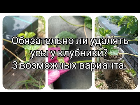 Видео: Обязательно ли удалять усы у клубники? 3 возможных варианта #клубника