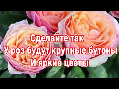 Видео: РОЗЫ 🌹 СДЕЛАЙТЕ ЭТО И У ВАШИХ РОЗ БУДУТ КРУПНЫЕ БУТОНЫ И ЯРКИЙ ЦВЕТЫ 🌹!